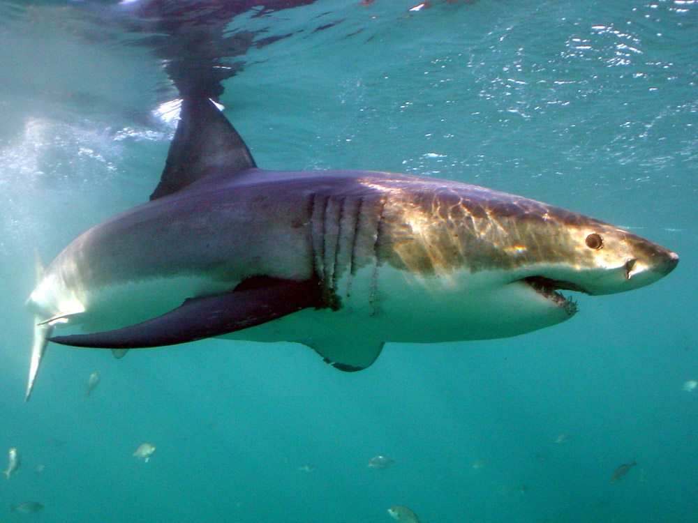 065 great white - gaansbai, south africa.jpg