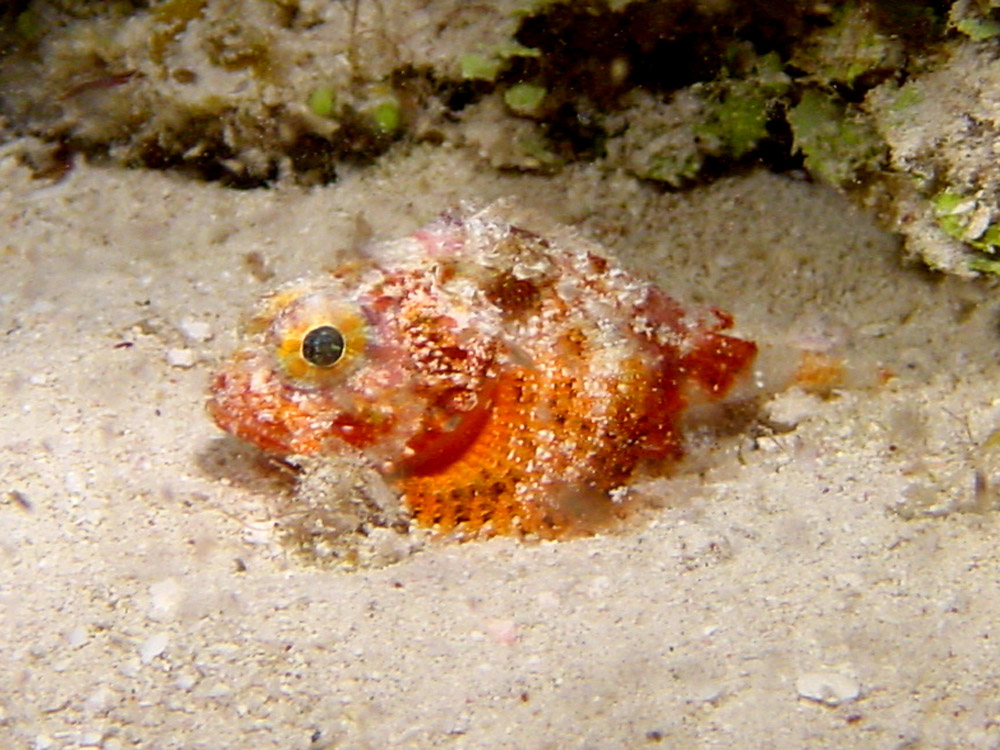 069 dwarf or baby scorpionfish - bimini, bahamas.jpg