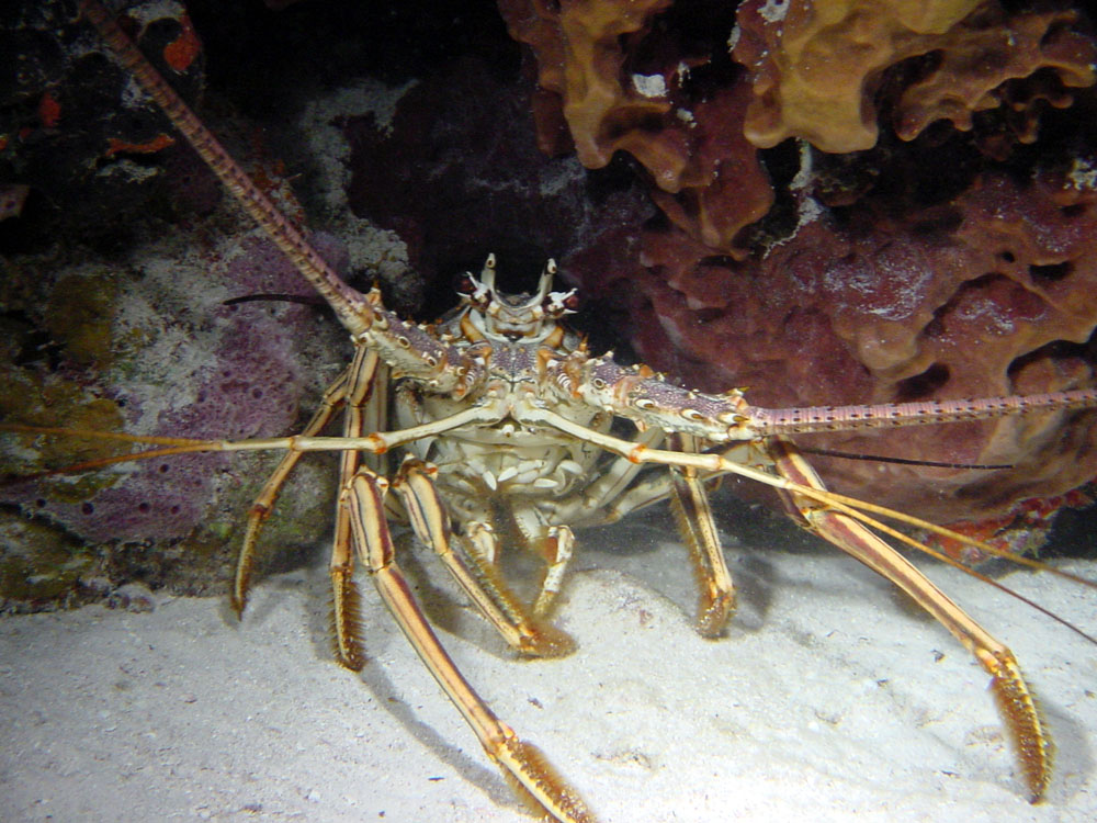 073 lobster - bimini, bahamas.jpg