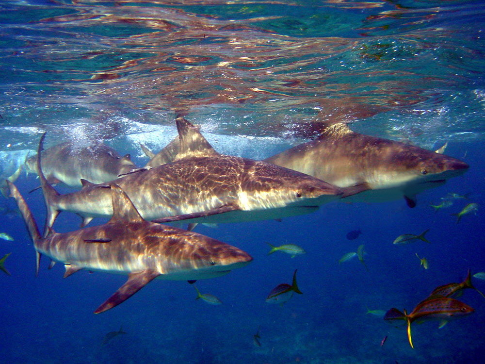 074 caribbean reef sharks - bimini, bahamas.jpg