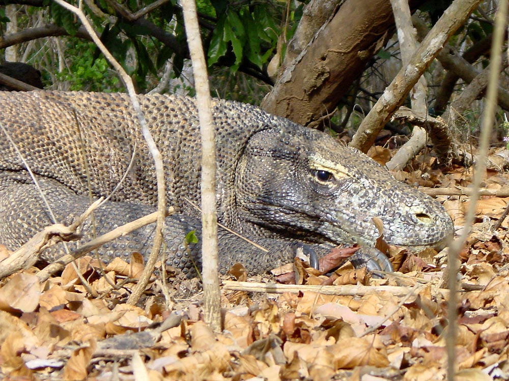 083 komodo dragon - komodo, indonesia.jpg