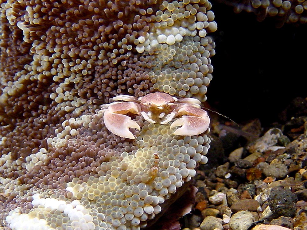 086 crab, anemonie, & black sand - alor, indonesia.jpg