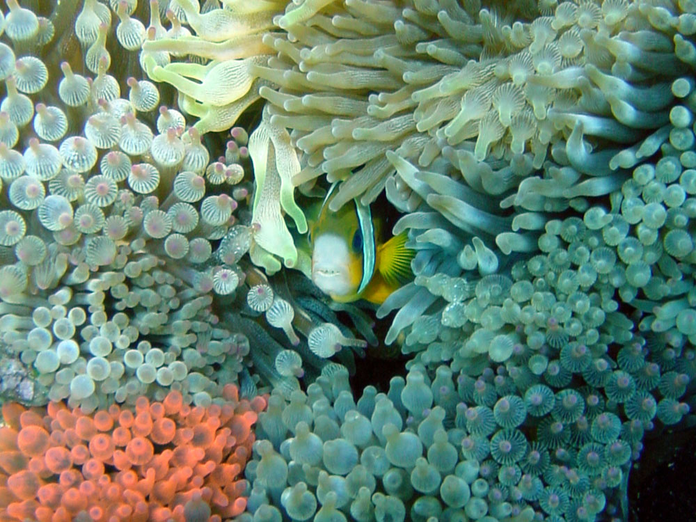 088 clownfish & anemone garden - alor, indonesia.jpg