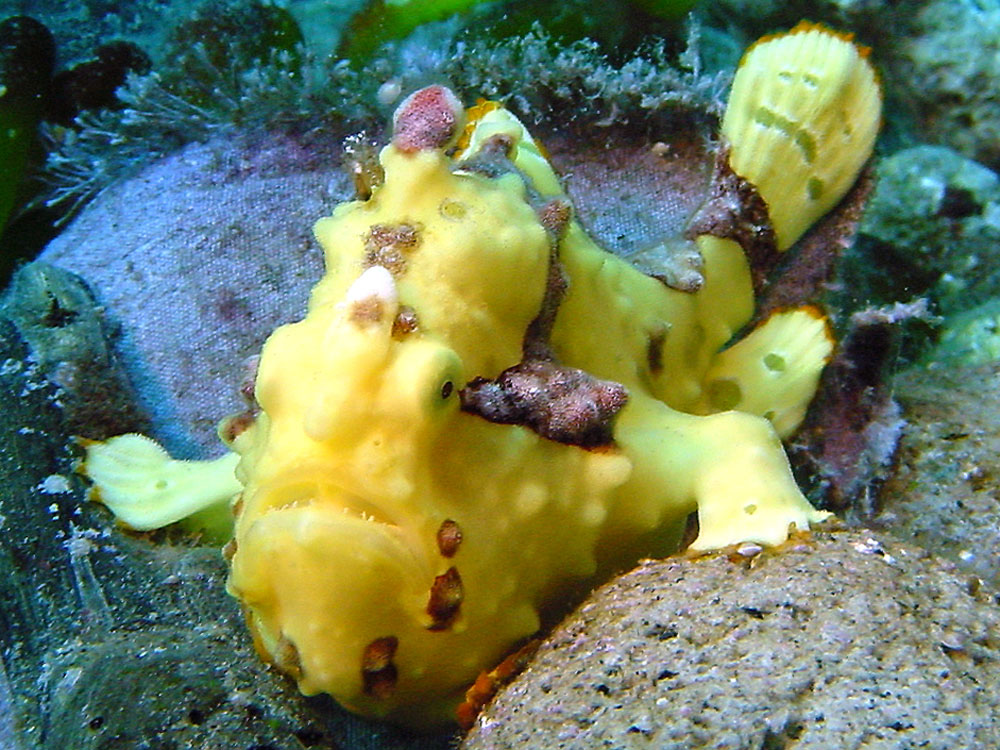 089 frogfish - flores, indonesia.jpg