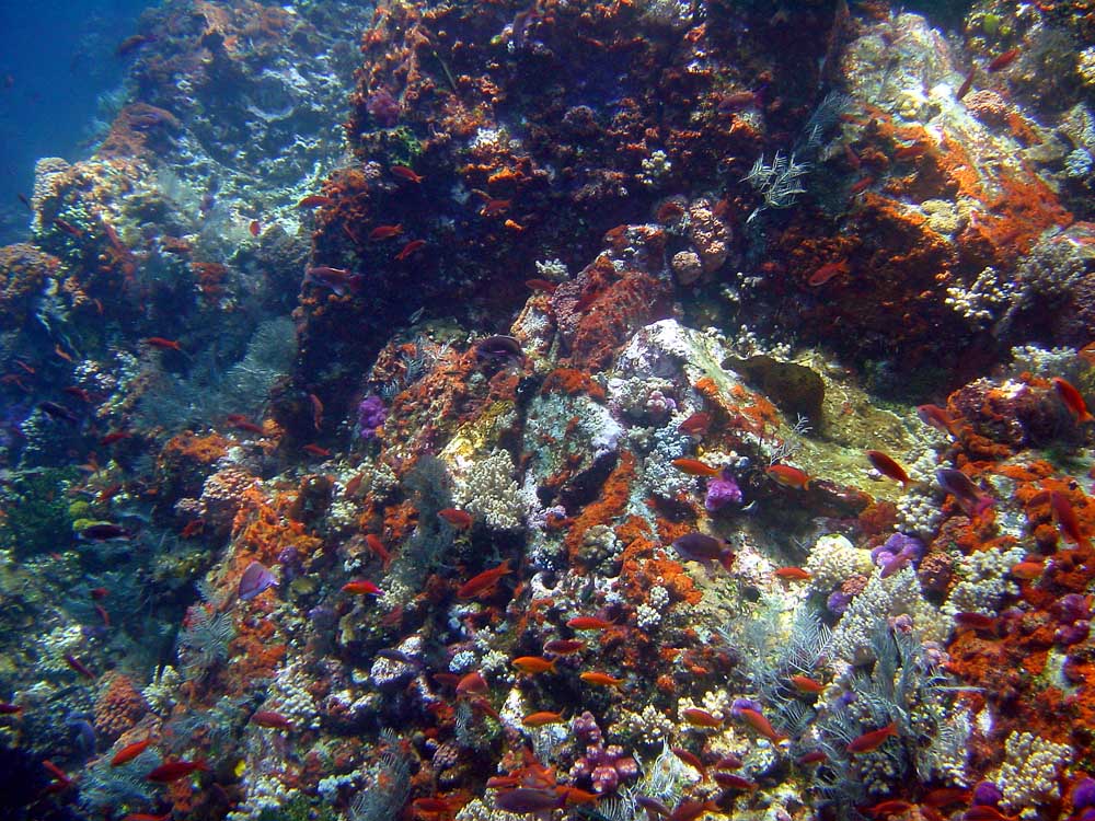 091 reef scene - komodo, indonesia.jpg