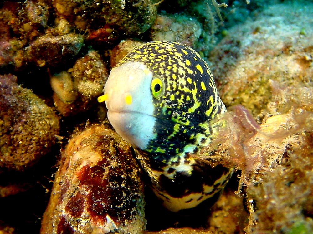 094 eel - flores, indonesia.jpg