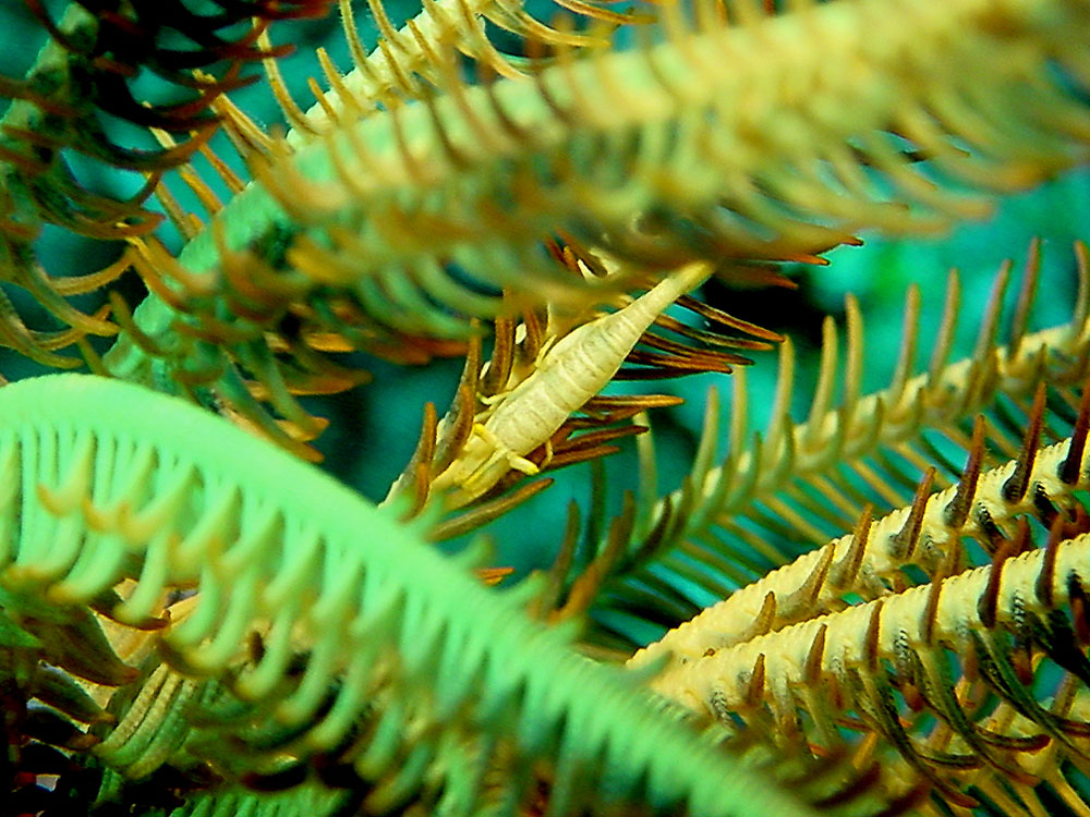 095 shrimp in crinoid - batu, indonesia.jpg
