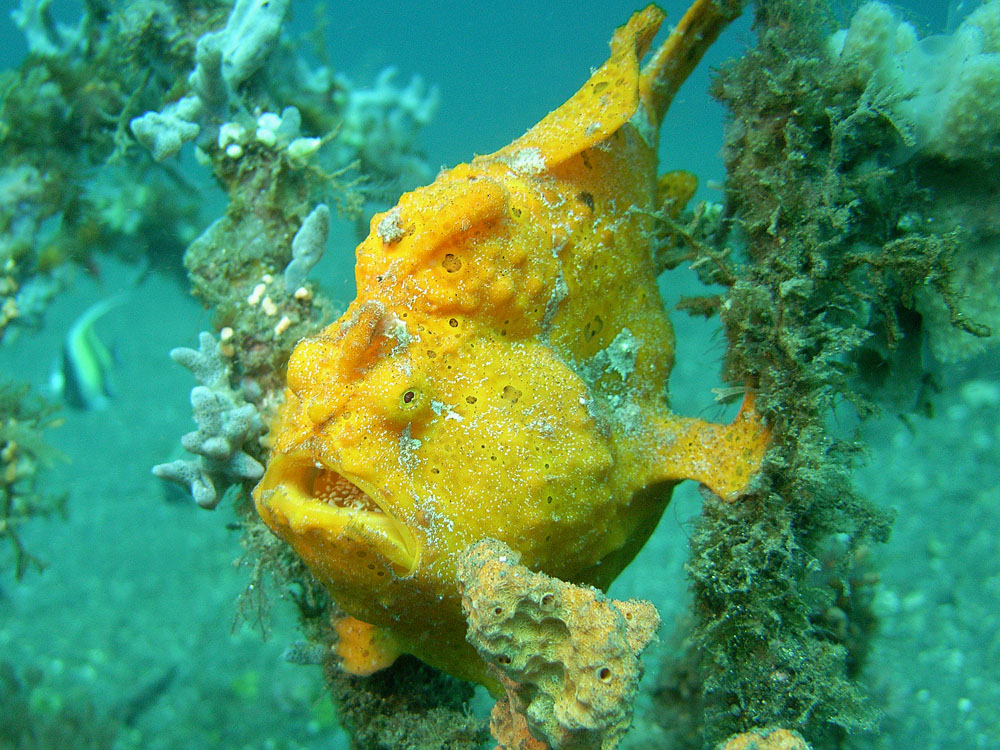 099 yellow frogfish with eggs - manado, indonesia.jpg