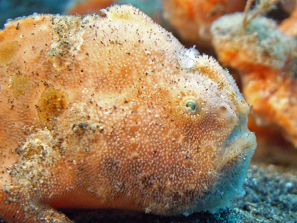 100 pink frogfish - manado, indonesia.jpg