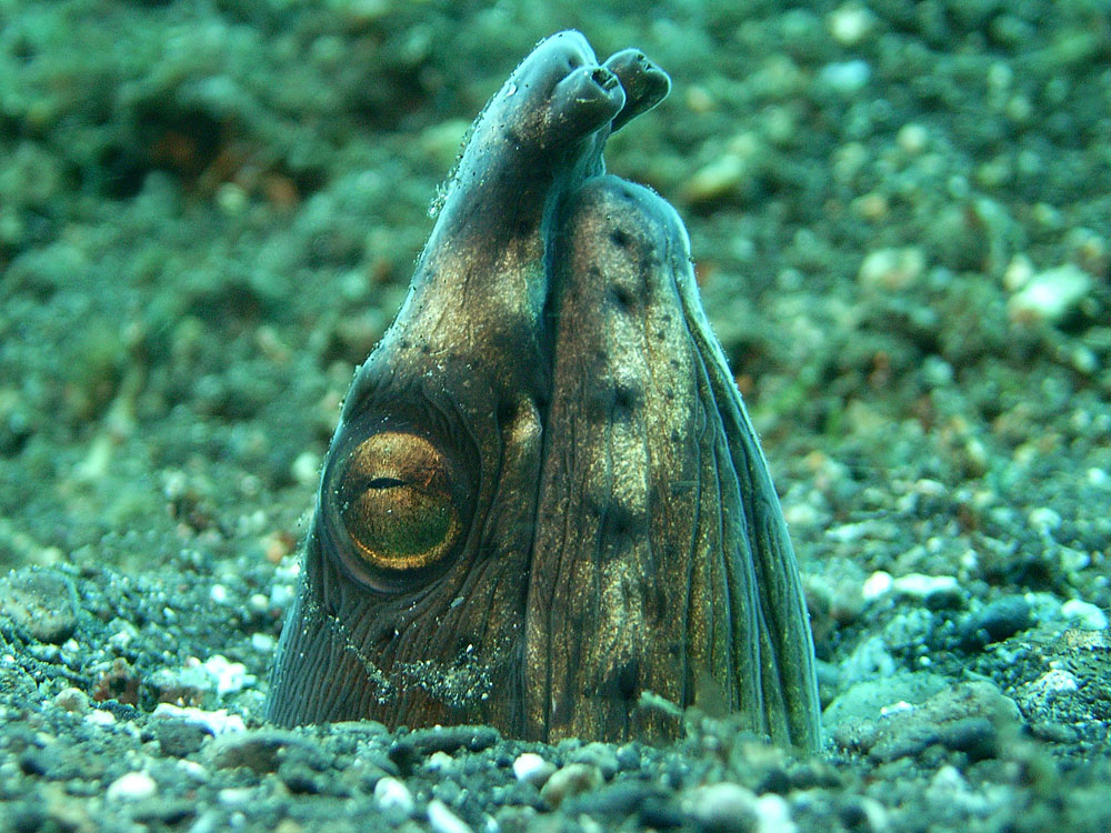 102 snake eel - manado, indonesia.jpg