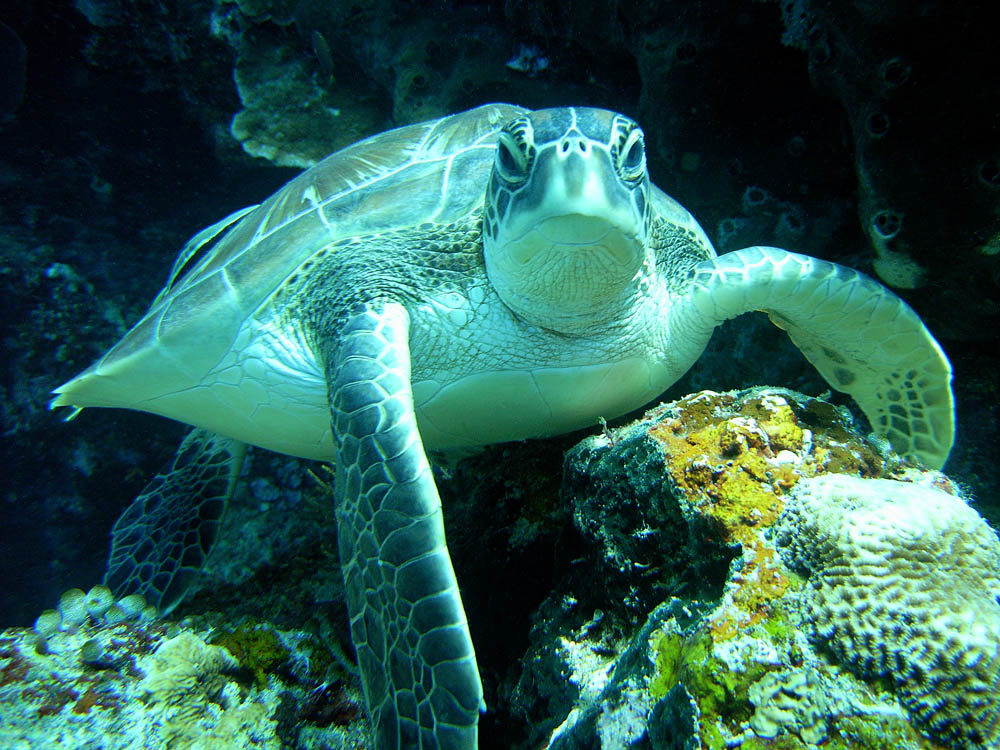 108 turtle - manado, indonesia.jpg