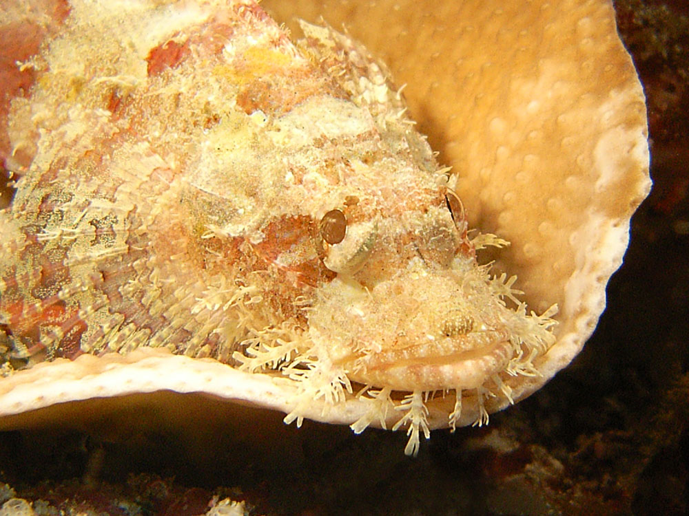 111 scorpionfish - manado, indonesia.jpg
