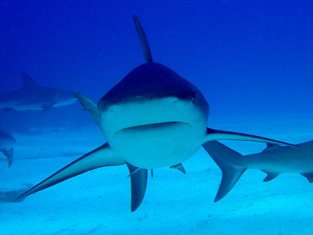 114 caribbean reef shark - nassau, bahamas.jpg