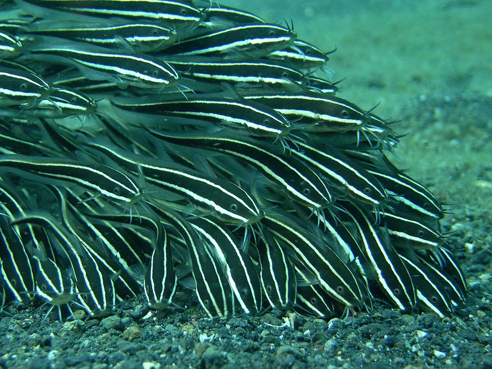 118 eel-tailed catfish - manado, indonesia.jpg