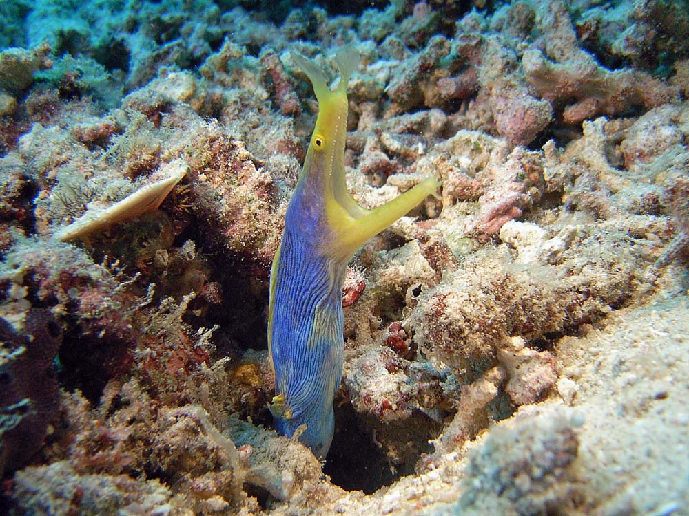 120 ribbon eel - manado, indonesia.jpg