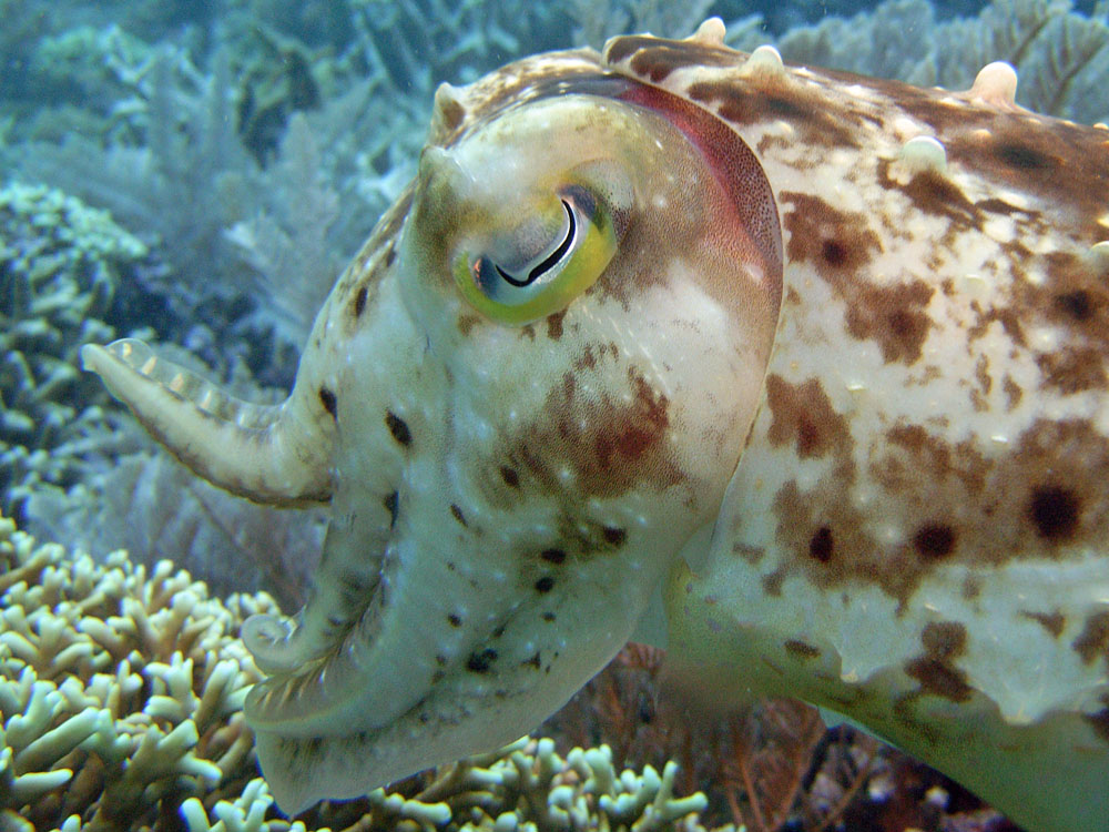 121 cuttlefish - manado, indonesia.jpg