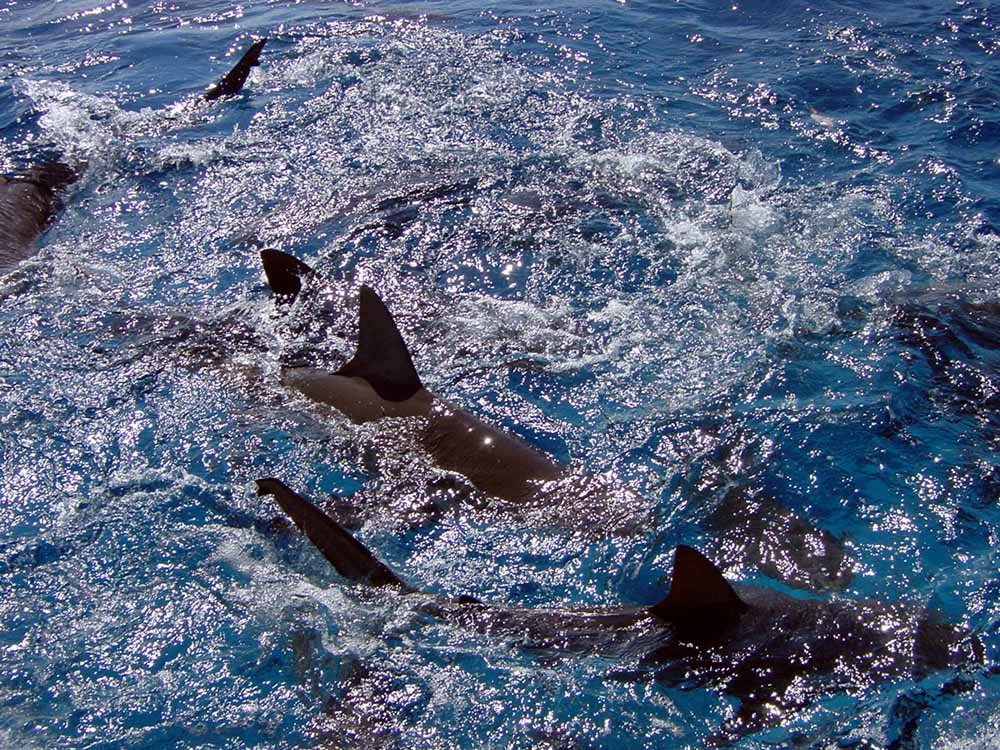 128 caribbean reef sharks - nassau, bahamas.jpg