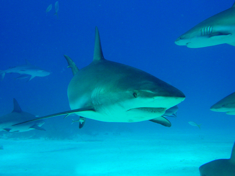 135 caribbean reef sharks - nassau, bahamas.jpg