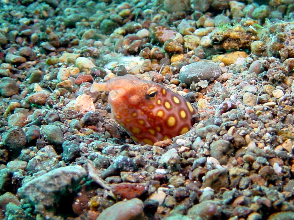 141 snake eel - alor, indonesia.jpg