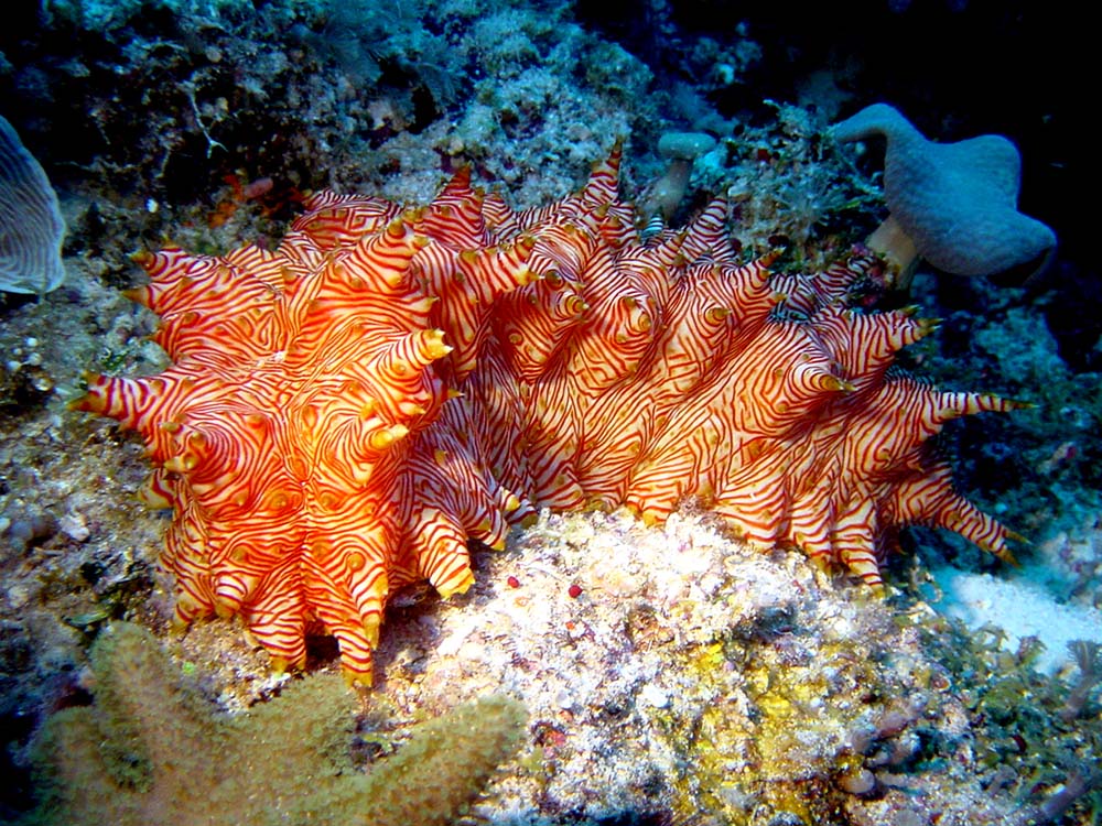 142 candy-striped sea urchin - papua new guinea.jpg