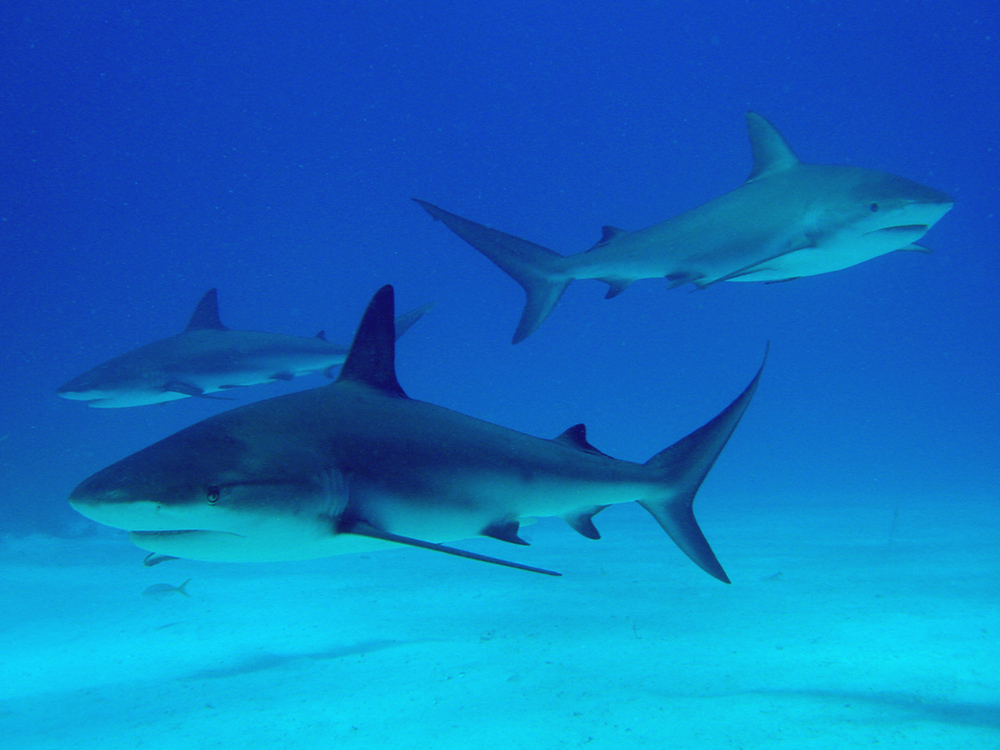146 caribbean reef sharks - nassau, bahamas.jpg