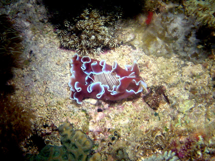 151 cowrie - malapascua, cebu, philippines.jpg