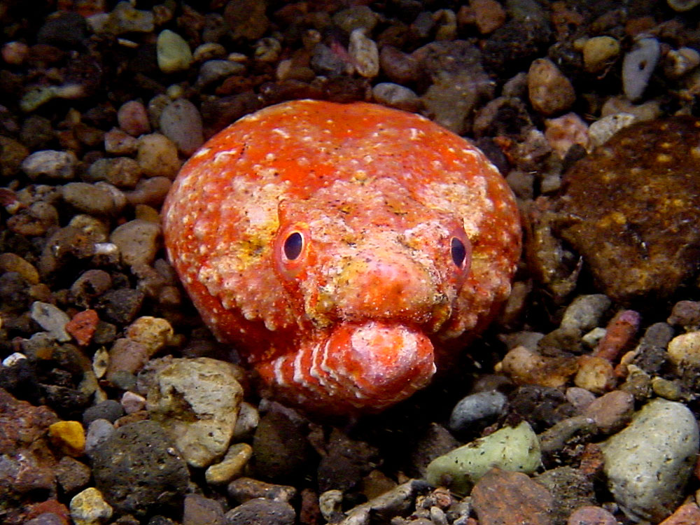 155 crocodile snake eel - alor, indonesia.jpg