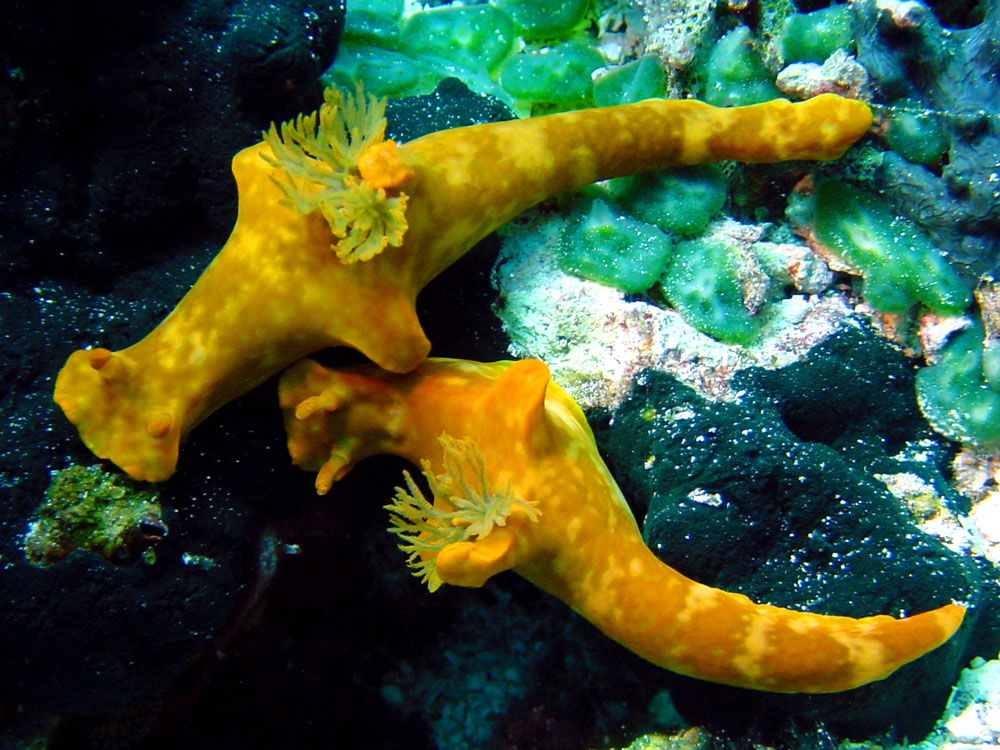 162 nudibranch pair - alor, indonesia.jpg