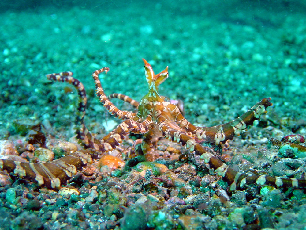 166 mimic octopus - alor, indonesia.jpg