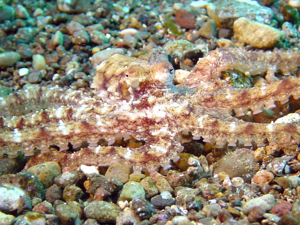 168 wonderpus octopus - alor, indonesia.jpg