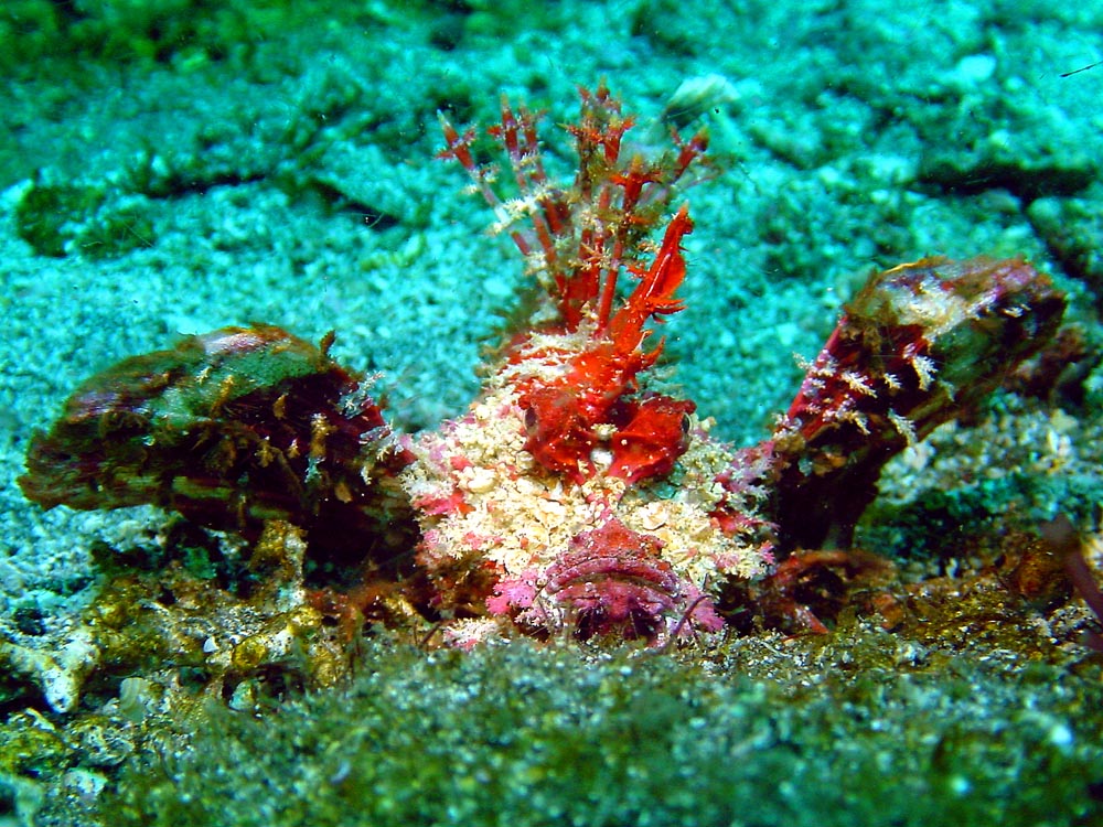 167 devil scorpionfish - alor, indonesia.jpg