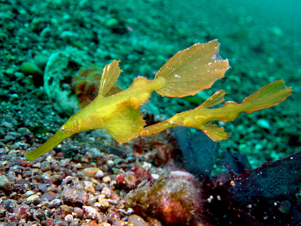 169 pipefish - alor, indonesia.jpg