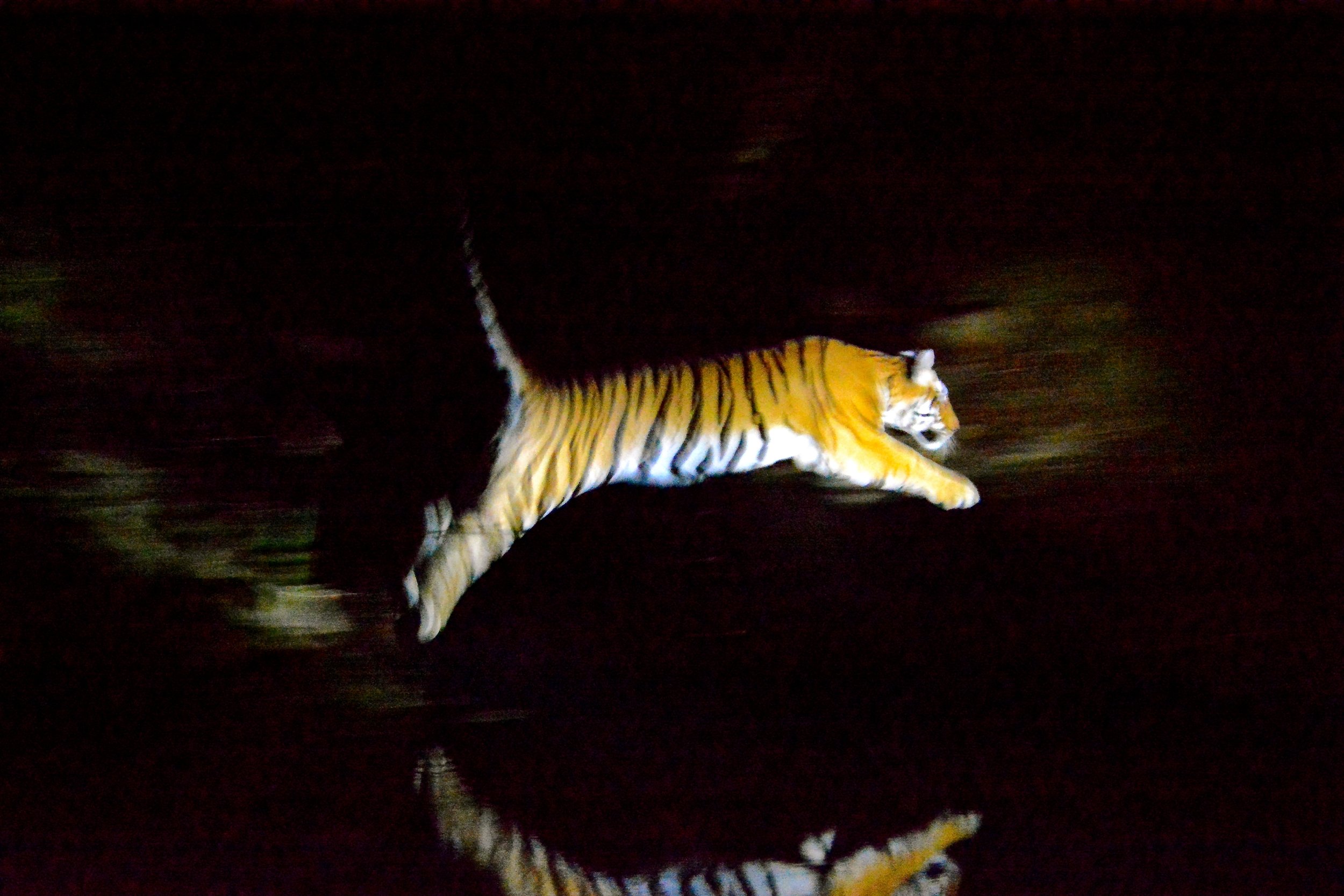 DSC_3536 Night Of The Tiger 2.jpg