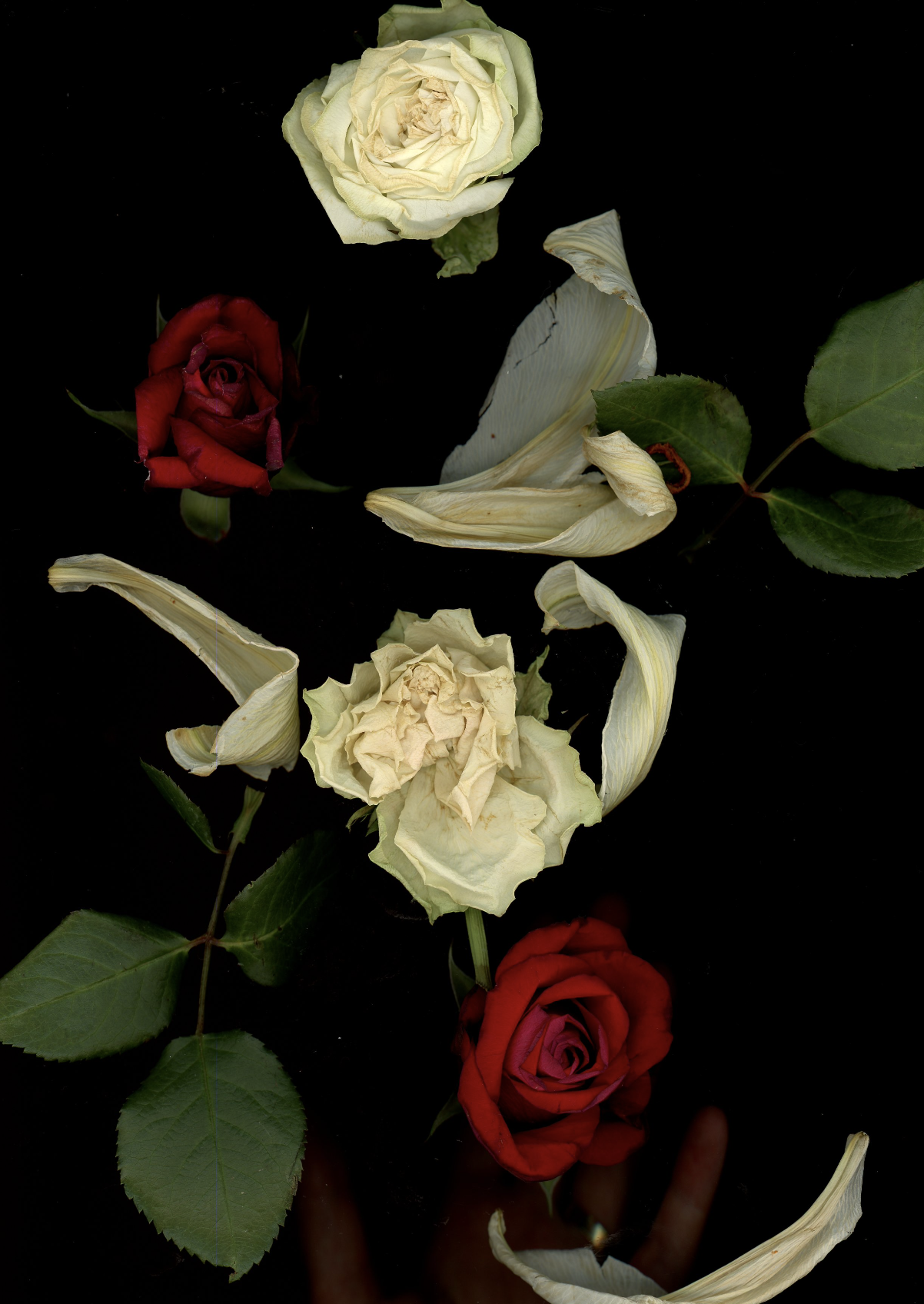 Screen Shot 2022-04-19 at 10.17.07 PM.png