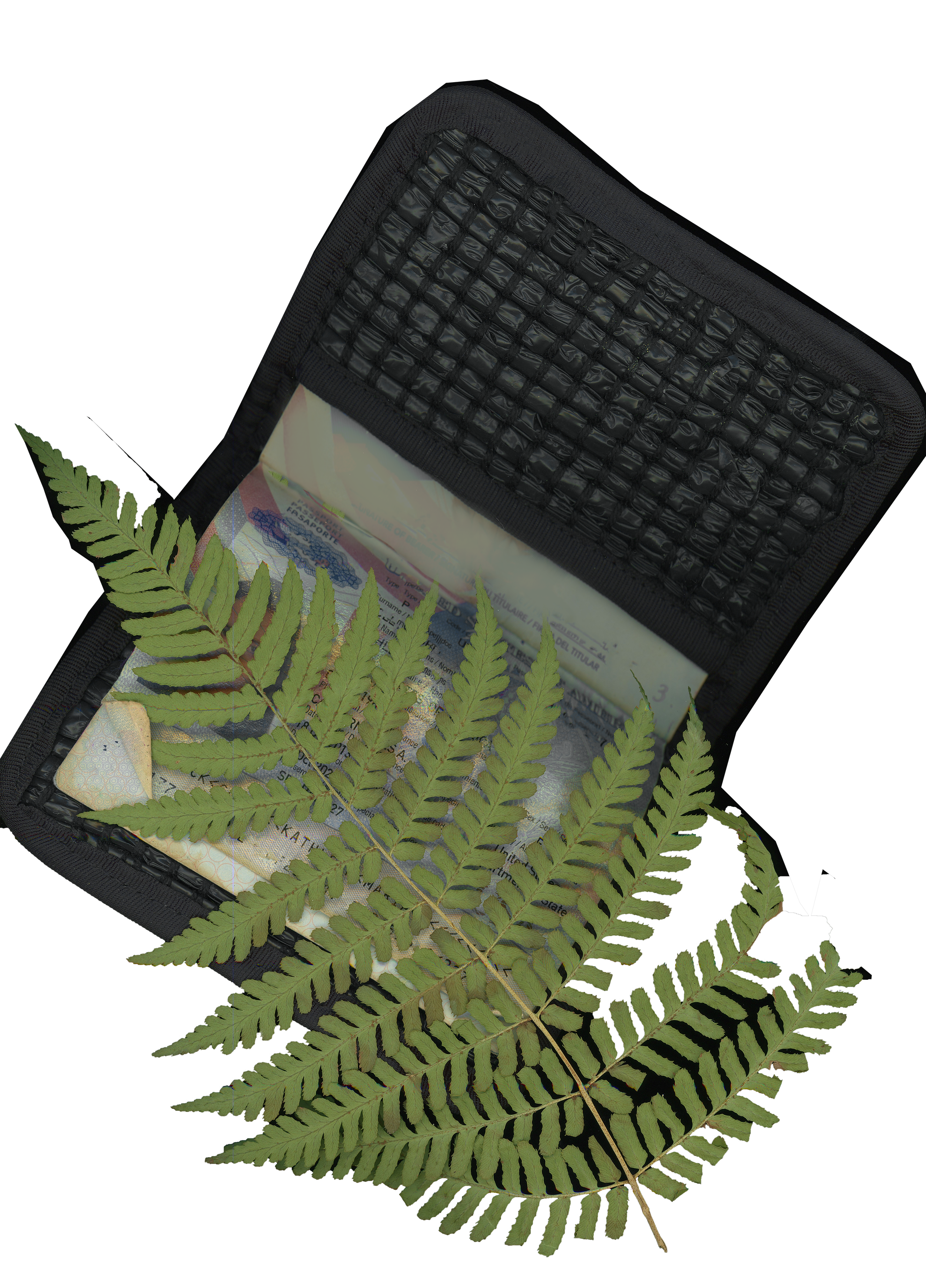 N!GHTs Traveler Fern Open_websize.png