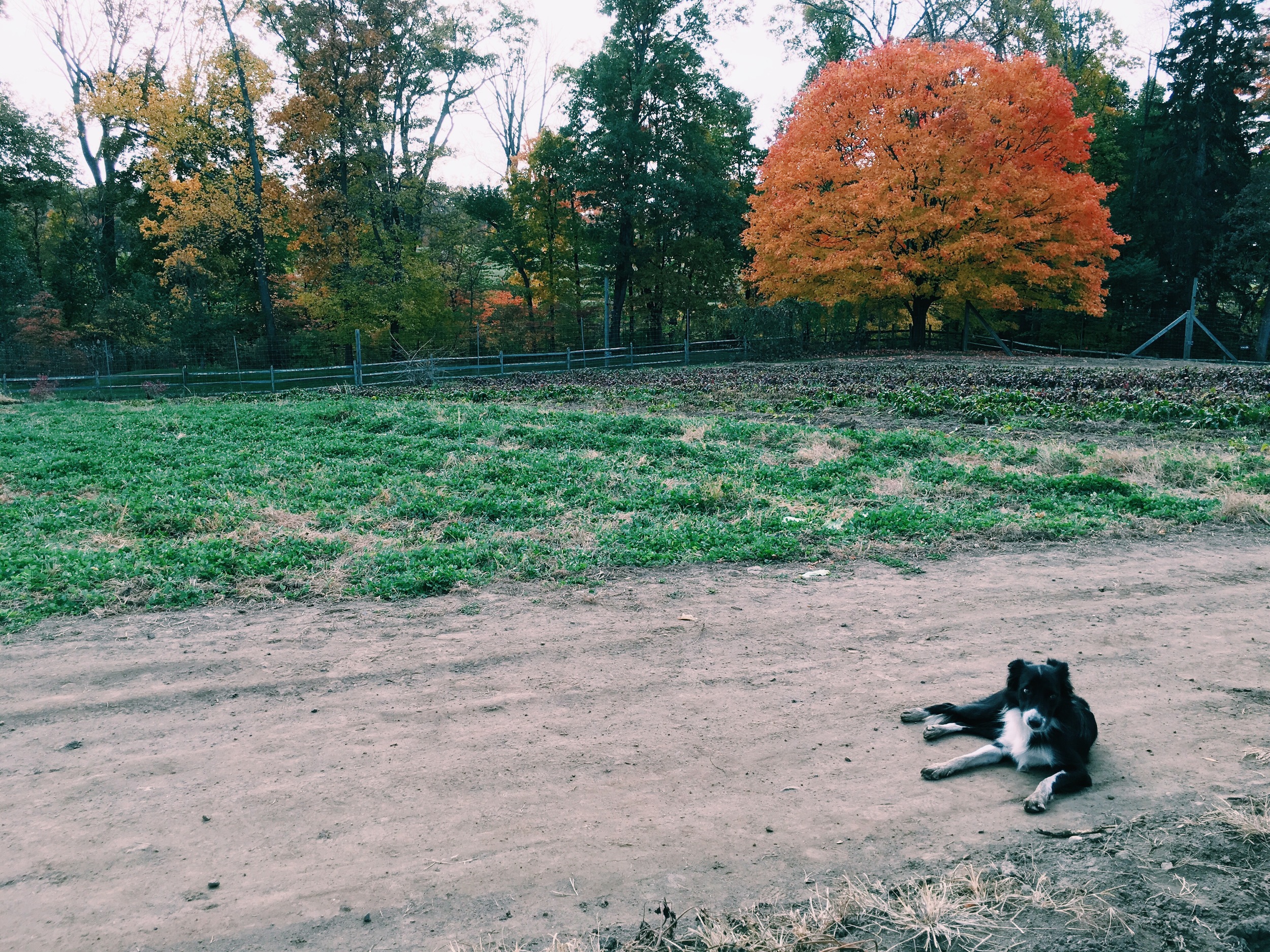 zeke deciding that he would sit and listen to our discussion on the health of soil