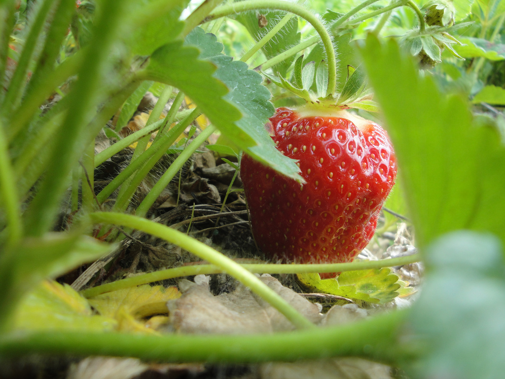 strawberry+1.jpg