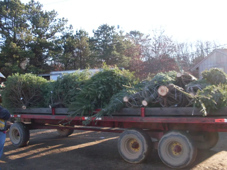 Christmas Trees — Lewin Farms Homepage
