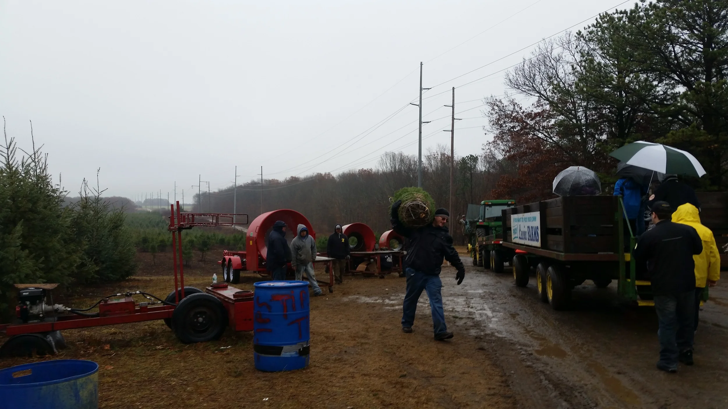 Christmas Trees — Lewin Farms Homepage