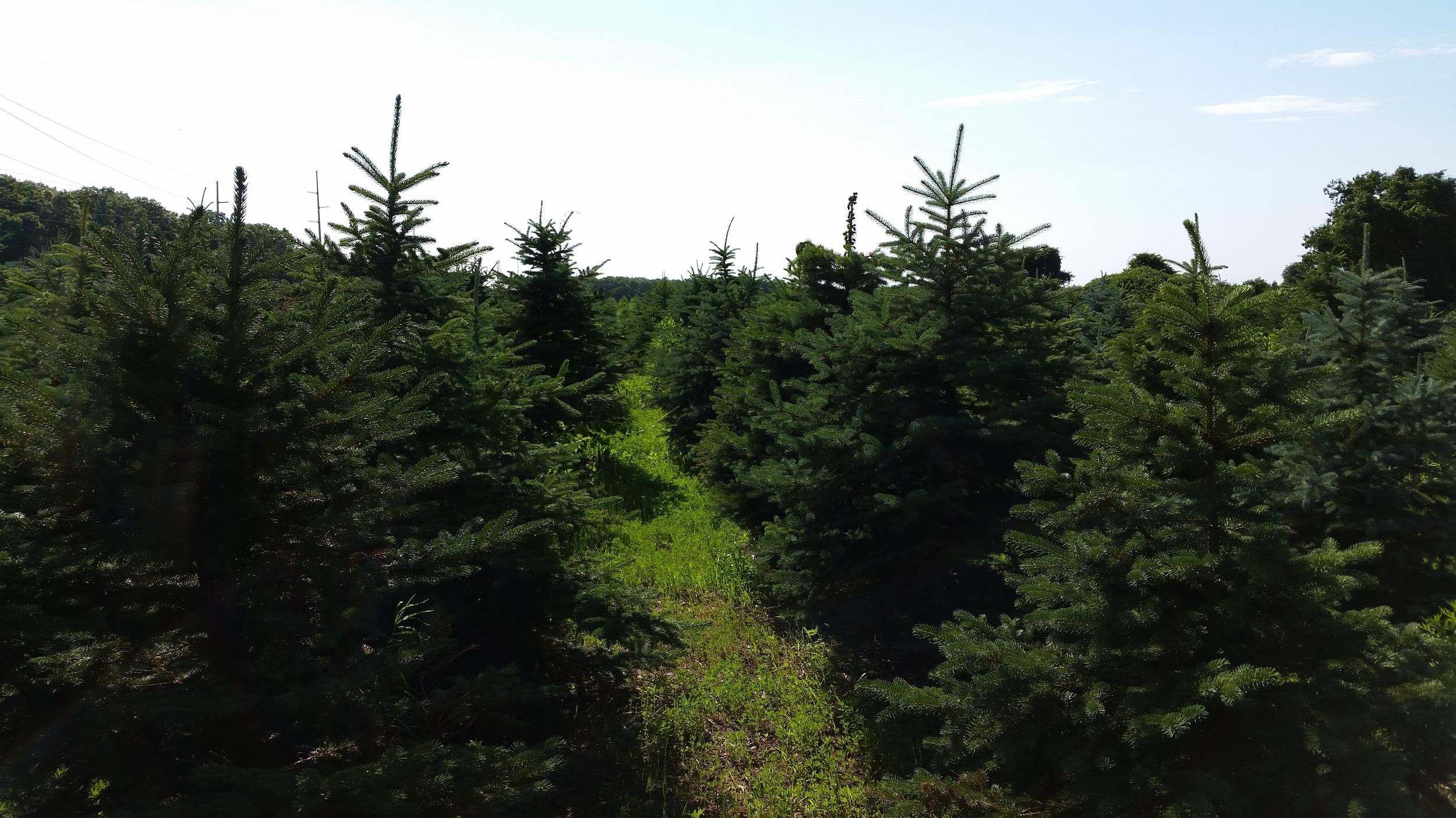 Christmas Trees — Lewin Farms Homepage