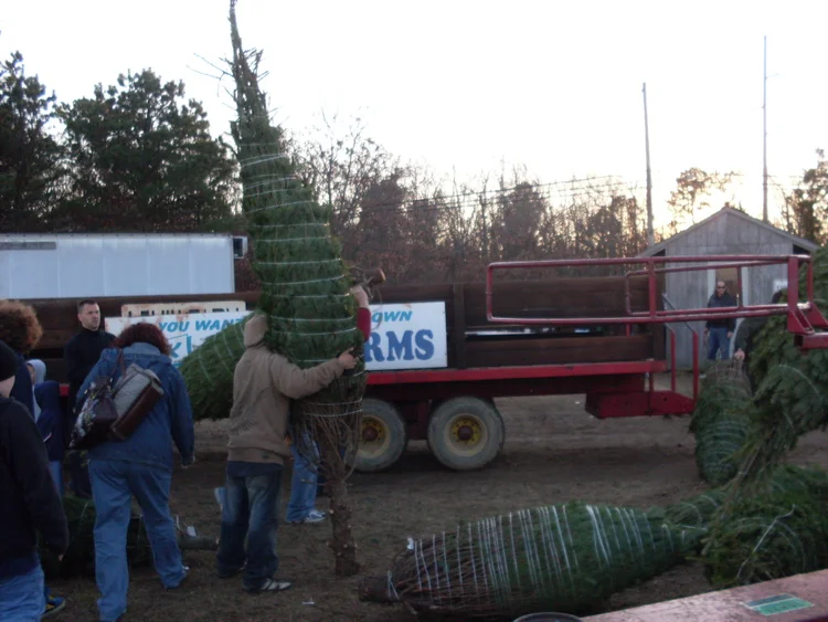 Christmas Trees — Lewin Farms Homepage