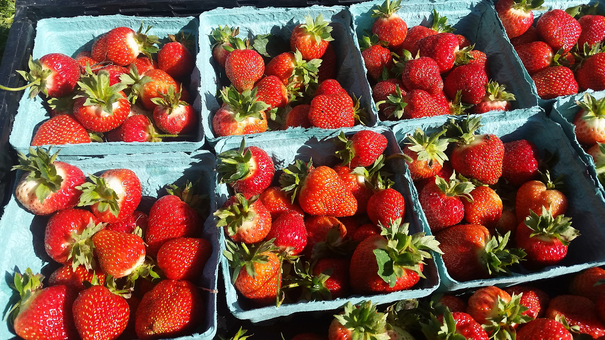 2016 Strawberries