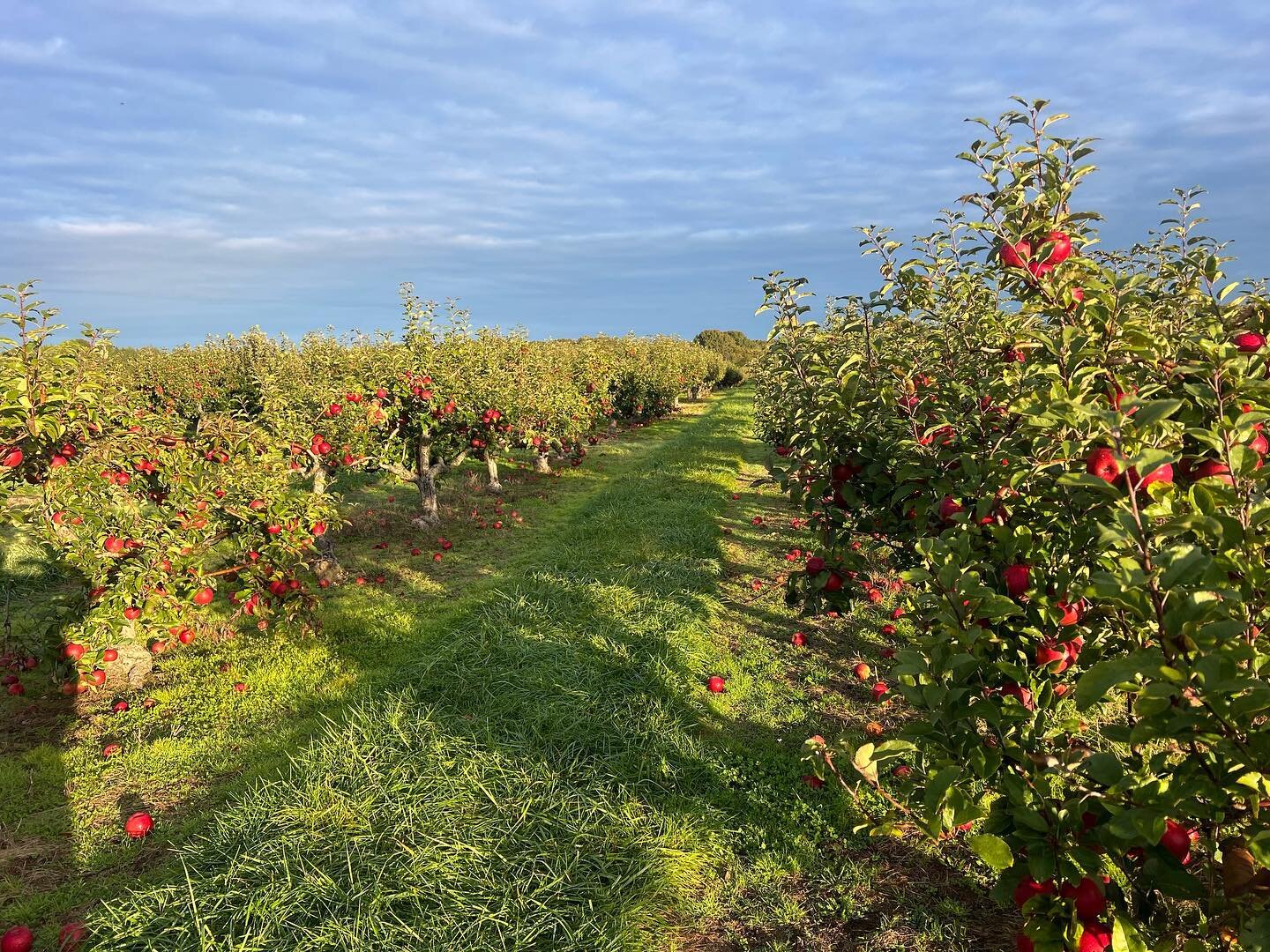 Wednesday: Big orchard open today! 9-4:30. Pumpkin picking today 11-4:30. Both fields completely loaded, barely touched this year due to all the rainy weekends. Excellent picking #appleorchard #applepicking #pumpkinpicking #pumpkinfield #lewinfarms #