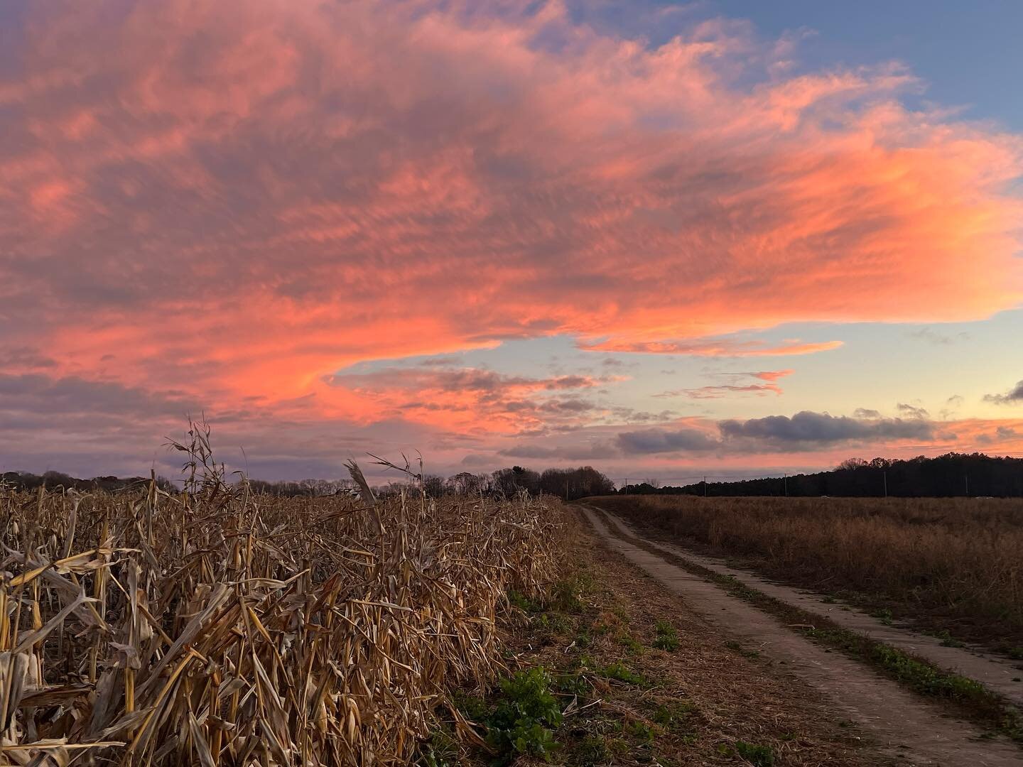 Farm stand is closed for the season! But we will be opening our cut your own Christmas 🎄 tree farm Friday from 9-4. Plan on opening everyday but Tuesdays, weather/ field permitting! Be sure to stop by our trailer on days when it&rsquo;s not raining 