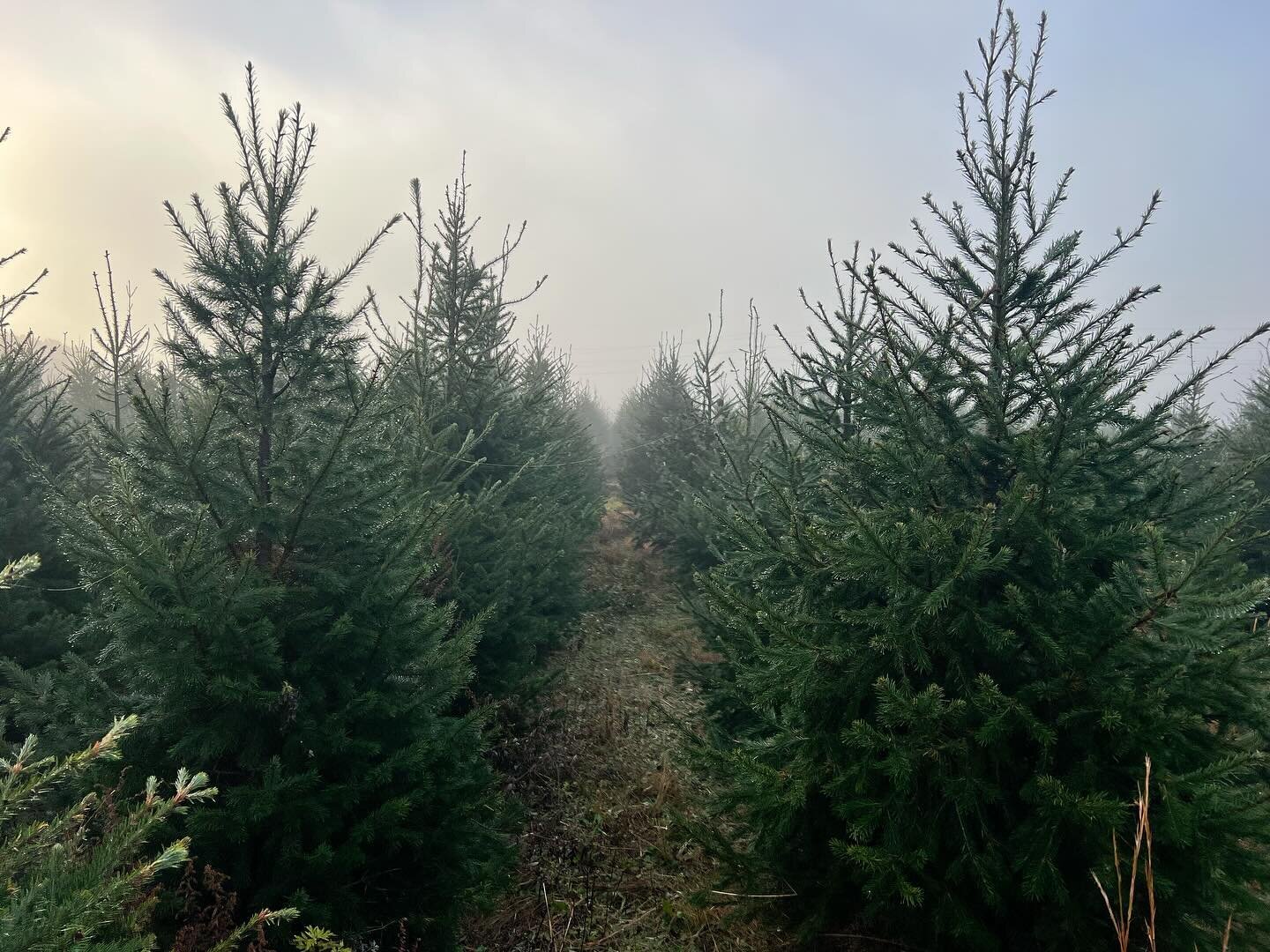 Still time to cut your own 🌲 Christmas tree 🎄! Open Friday and Saturday 9-4. We plan on opening a full day Sunday but will have to see what the weather does. Will update as it gets closer. But Friday and Saturday look great. Sunday may be the last 