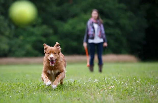 dog park