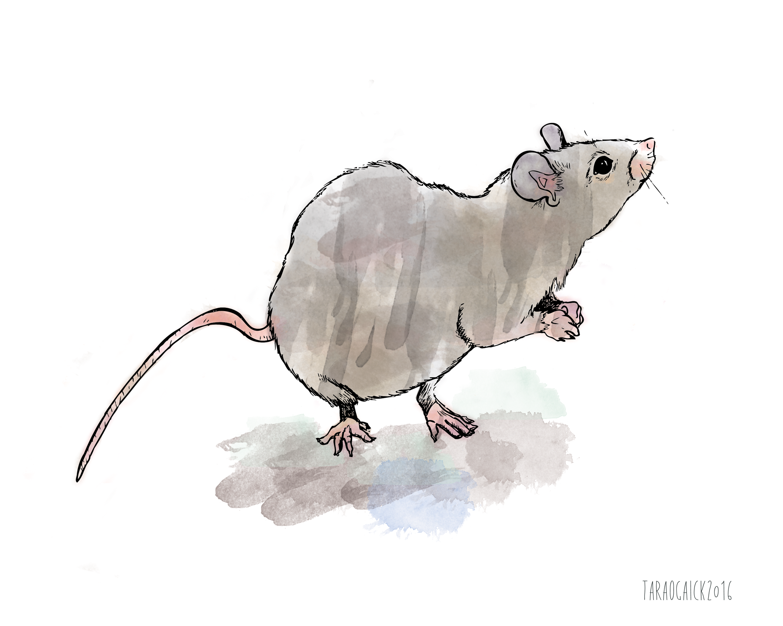Ratis