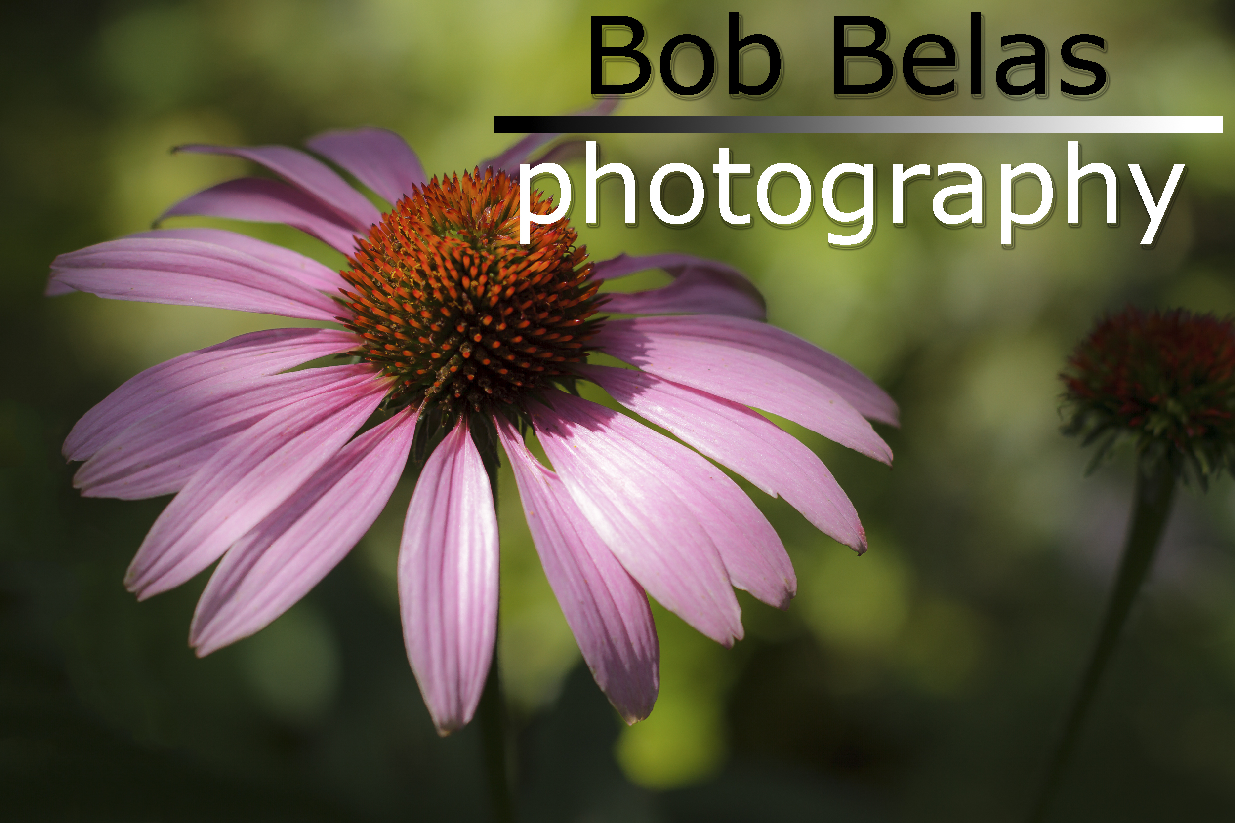 Welcome to Bob Belas Photography