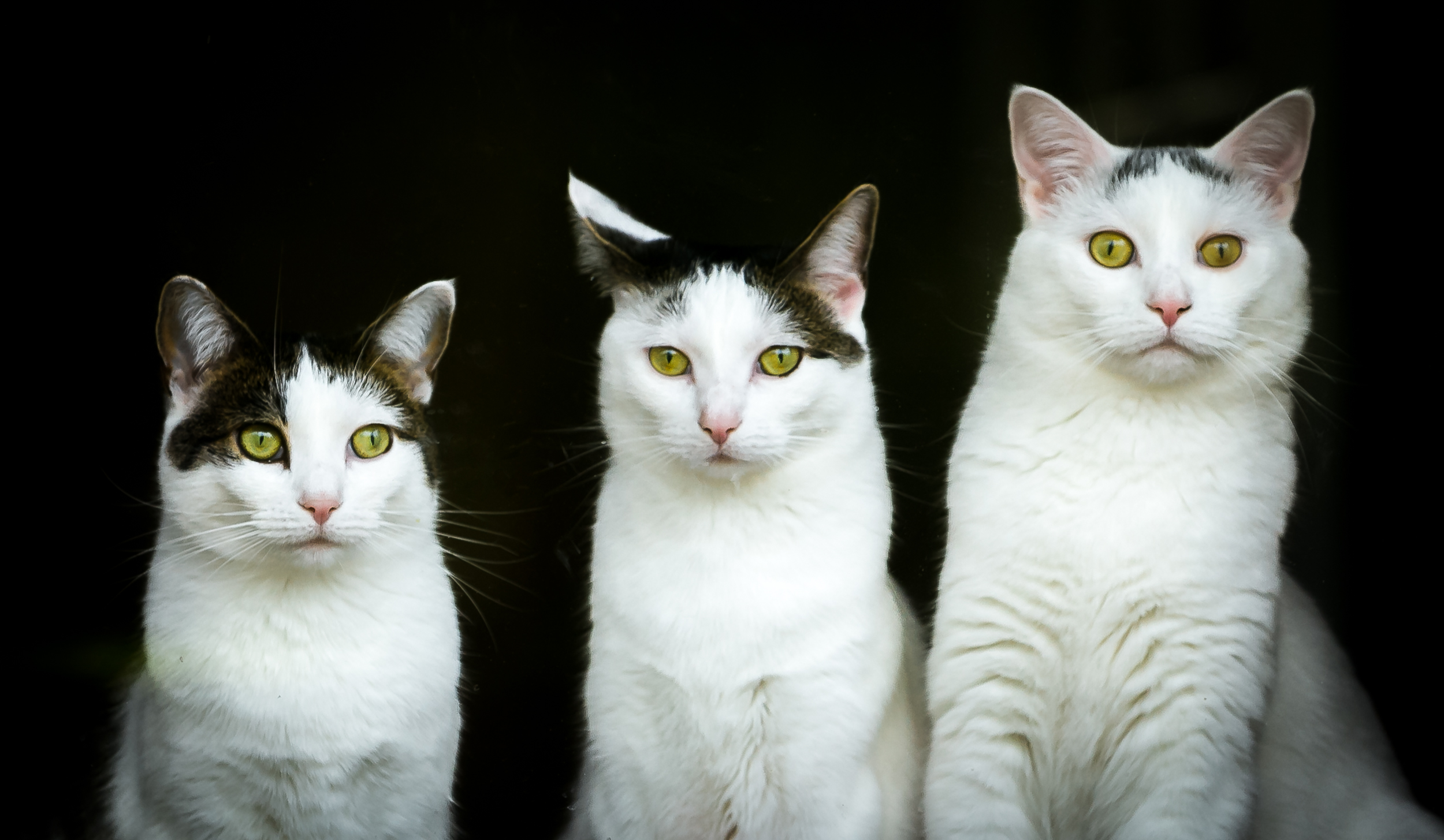 My Three Cats