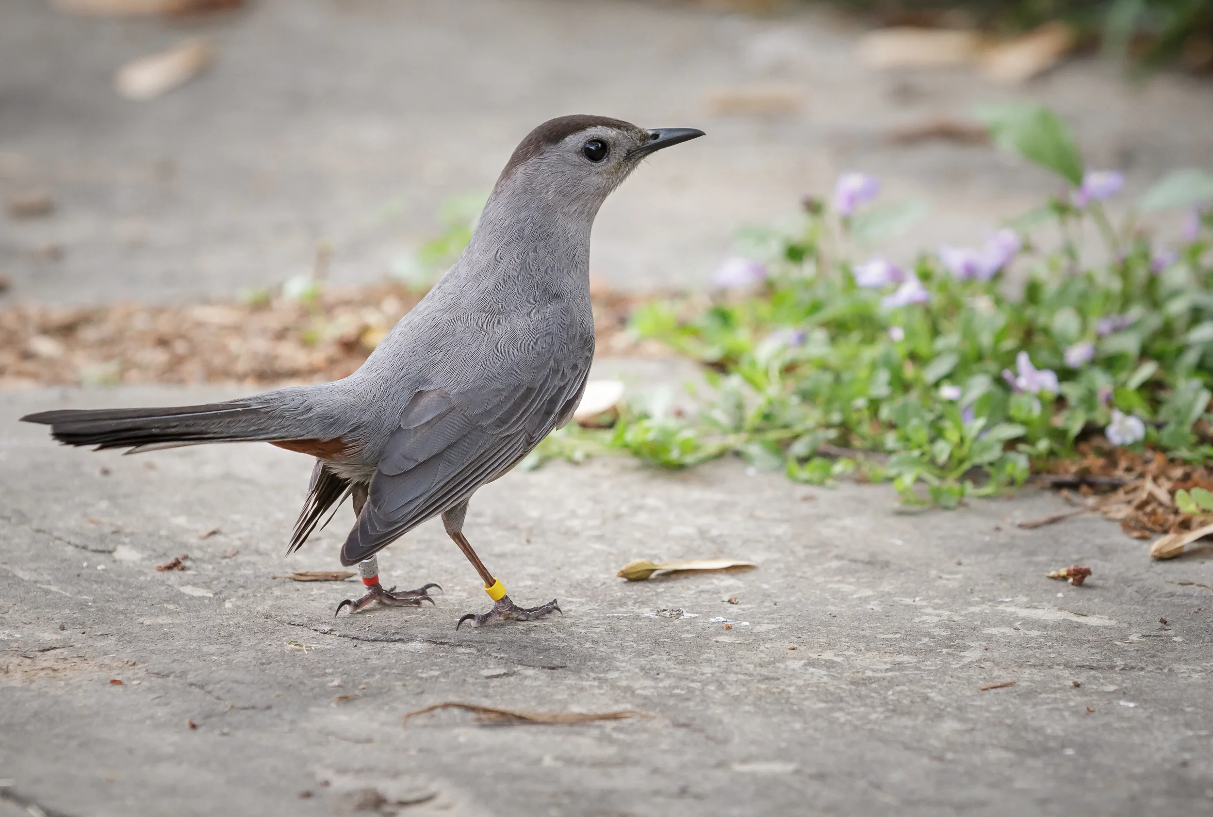 A gray catbird with USGS bands